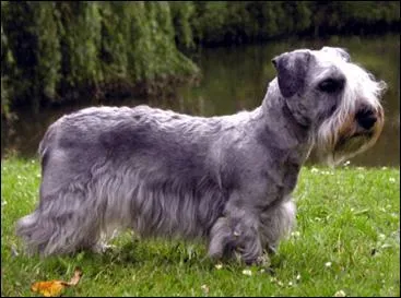 Il est doux, joyeux, calme et équilibré. Il est affectueux avec les membres de sa famille, plus distant envers les étrangers, c'est un...