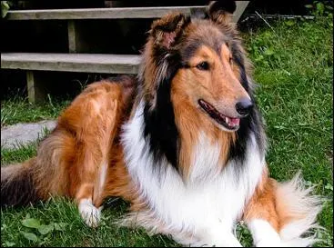 Et pour finir : il a t rendu populaire grce au clbre personnage ''Lassie'', c'est un...