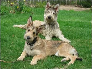 Il réunit toutes les qualités requises pour être un chien de garde. Il voue une fidélité remarquable à son maître, c'est un...