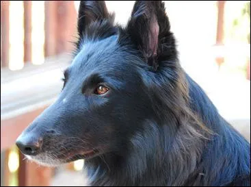 Il est intelligent, vif et attentif. C'est un chien de compagnie par excellence.
Il est très affectueux et il adore les enfants, c'est un...