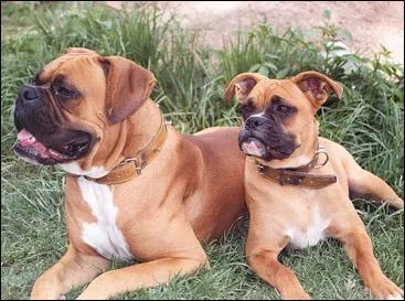 Il adore la prsence de sa famille mais peut se montrer sur la dfensive face aux trangers, c'est un...