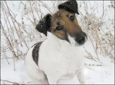 Il est intelligent mais ttu. Il doit avoir une ducation ferme, le matre doit tablir ses limites, c'est un...