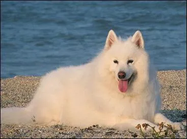 Il ne convient pas à la vie en appartement. Il est actif et a besoin d'espace pour se dépenser quotidiennement, c'est un...