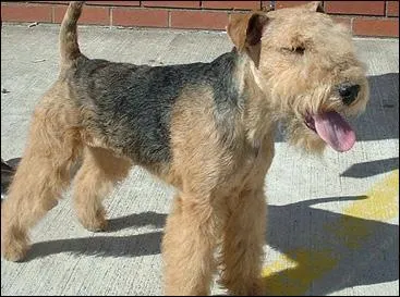 Il peut convenir à la vie en appartement. Il est actif autant dans sa maison qu'à l'extérieur. Il a donc besoin de se dépenser quotidiennement pour canaliser cette énergie, c'est un...