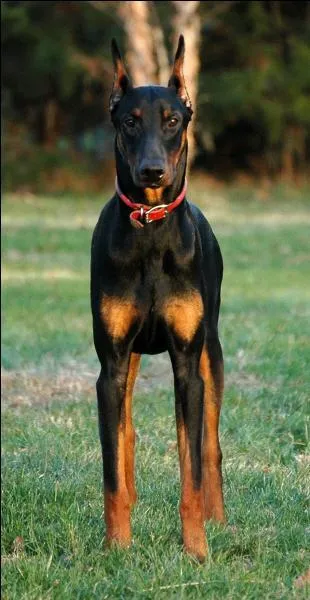 Quelle est la race de ce chien ?