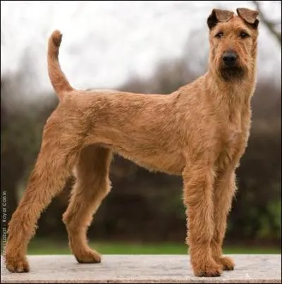 Quelle est la race de ce chien ?