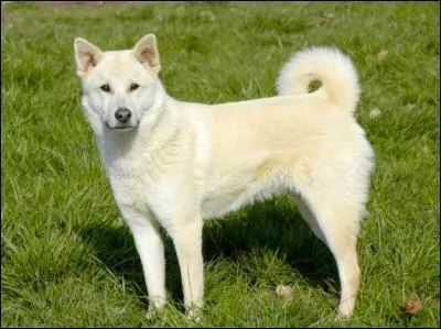 Quelle est la race de ce chien ?