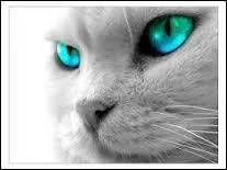 Pelage de Givre a les yeux...