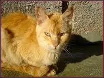 Nuage de Lion est l'apprenti de...