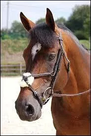 Comment s'appelle cette muserolle ?