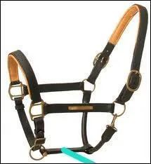 Comment s'appelle la partie où le trait turquoise touche le licol ?