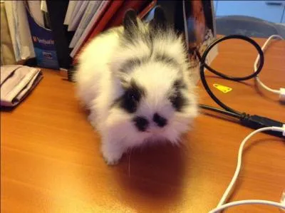 Quelle est l'histoire de la race "extra nain" ?