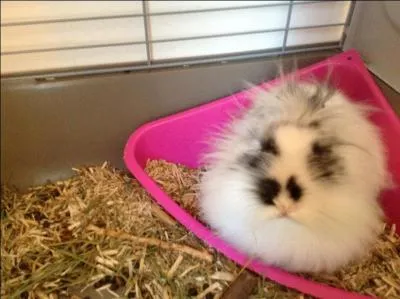 Le lapin bélier a les oreilles :