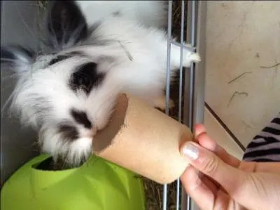 Comment sont les oreilles du bébé lapin bélier à la naissance ?