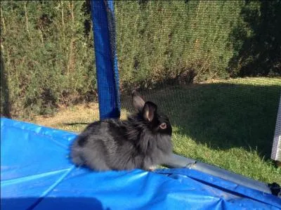 Le lapin atteint sa maturité sexuelle à :