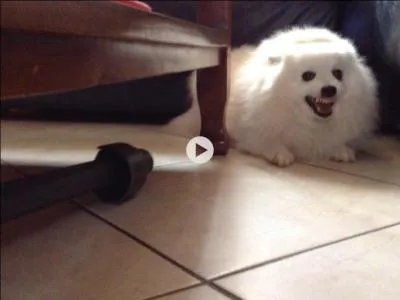 Pourquoi la lapine s'arrache-t-elle de poils ?