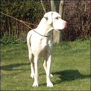 Ce chien est un bouvier australien.