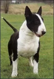 Ce chien est un bull-terrier.