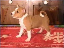 Ce chien est un Shar Pei.