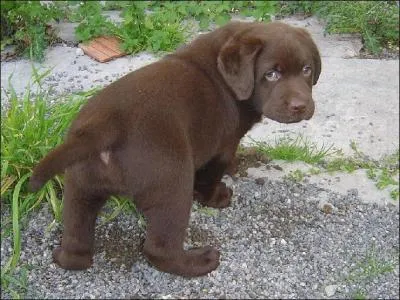 Ce chien est un labrador.