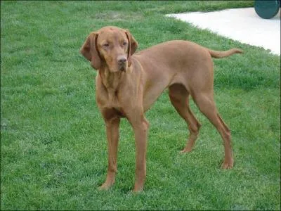 Ce chien est un braque hongrois.