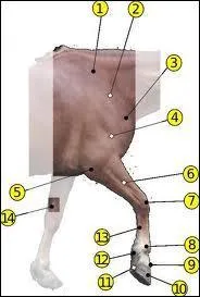 Quel est le numéro 1 ?