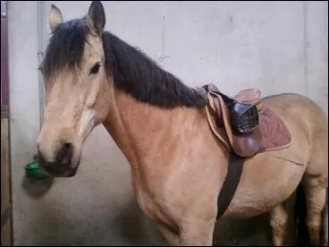 Retrouvez le mécanisme du trot.