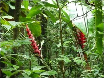 Son origine est latine et rapproche ce mot de la forêt. Les oeuvres contenues dans ce recueil n'ont aucun rapport entre elles. Ce qui intéresse est la variété des morceaux et des genres comme dans la nature.