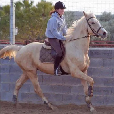 De quel côté du cheval monte-t-on ?
