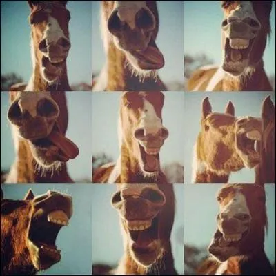 Comment s'appellent les membres de devant ?