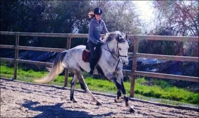 Comment s'appellent les membres de derrière ?