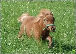 Quel est le nom du cou du cheval ?