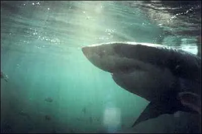 Comment est le grand requin dans un film de Jacques-Yves Cousteau ?