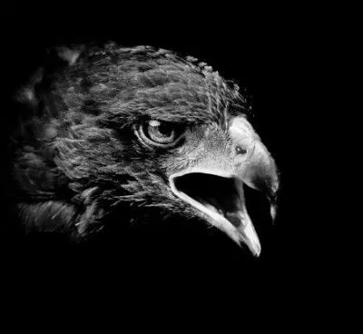 Comment était l'aigle de Barbara ?