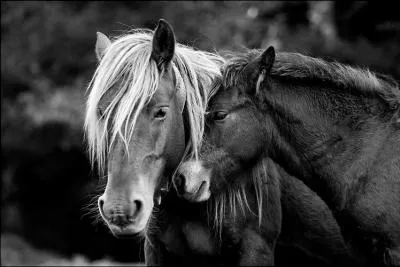 Quelle est la couleur du cheval célèbre "Tornado" ?