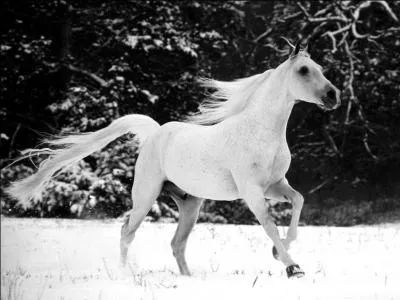 Quelle couleur avait le cheval dans un roman d'Elsa Triolet ?
