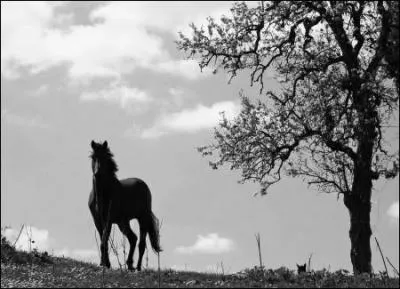 Quelle couleur associe-t-on au petit cheval de Brassens ?