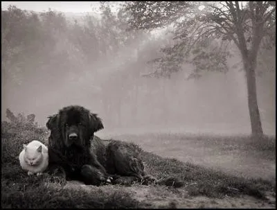 Quelle couleur revêt le chien de Georges Simenon ?