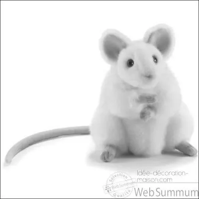 Comment est la souris dans une comptine ?