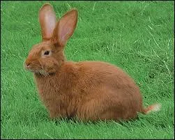 Quel est cet animal ?