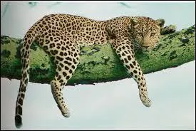 Quel est cet animal ?