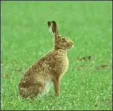 Quel est cet animal ?