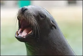 Quel est cet animal ?