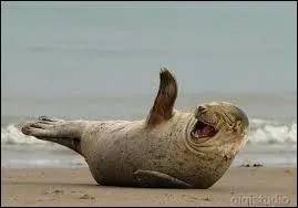 Quel est cet animal ?