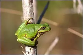 Quel est cet animal ?