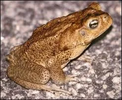 Quel est cet animal ?