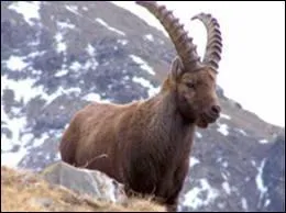 Quel est cet animal ?