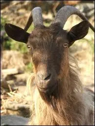 Quel est cet animal ?