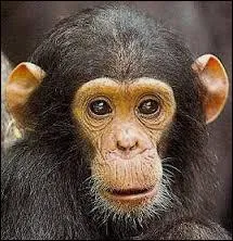 Quel est cet animal ?