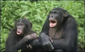 Quel est cet animal ?